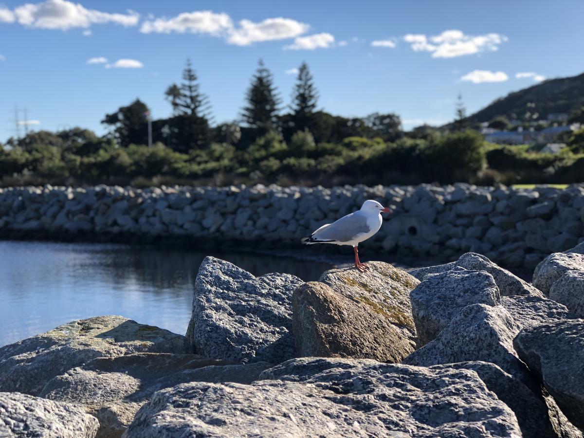 Albany Foreshore Guest House エクステリア 写真